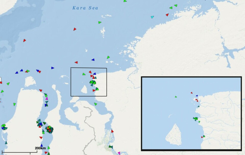 Ships crowd along coast of Taymyr Peninsula. Map collage by the Barents Observer