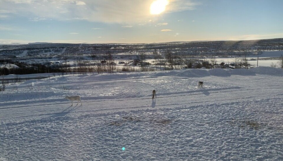 Кёутукейну/Гуовдагеаидну (Норвегия). Фото: Эйлис Куинн