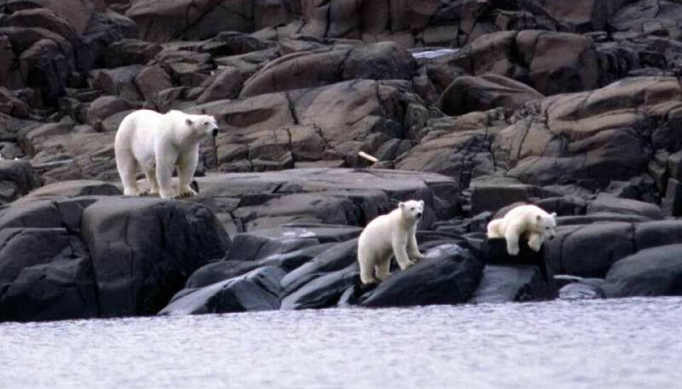 Polar bear with cubs on Nordaustlandet, Svalbard archipelago. Photo: Thomas Nilsen