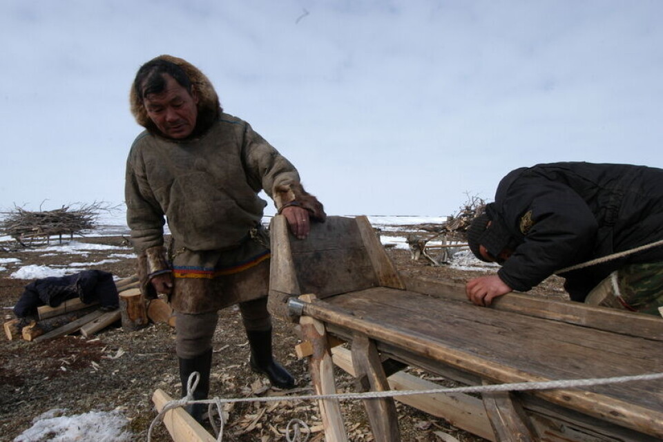A Nenets man makes a sledge. Photo: Thomas Nilsen