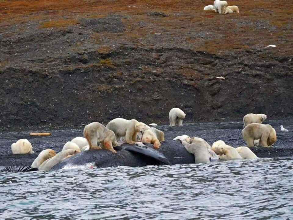 Polar bear feast over deal bowhead whale at Wrangel Island. Photo: Aleksandr Gruzdev, Ostrovwrangel.org