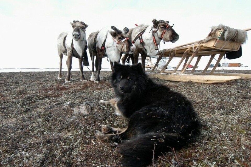 Reindeer on the Nenets tundra. Photo: Thomas Nilsen