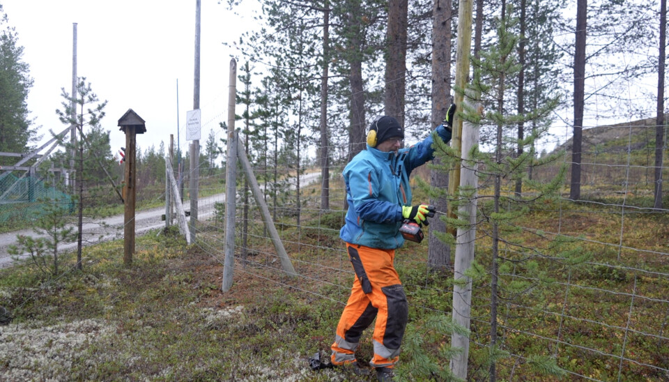 Sami reindeer herder Egil Kalliainen fixing a 80 km-long fence that prevents his reindeer from crossing into Russia. Photo: Elizaveta Vereykina