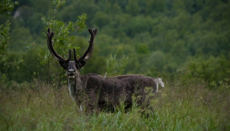 “Reindeer will keep crossing the border with or without any war” Egil says. Photo: Elizaveta Vereykina