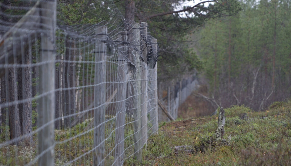 The fence is located 4 km from the Russian-Norwegian border. If reindeer break through it, they most likely head direction Russia. Photo: Elizaveta Vereykina