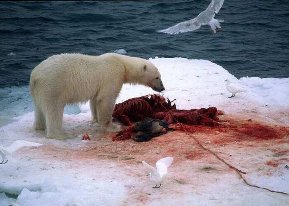 Lunch-time for this polar bear, eating a seal on the ice. Photo: Thomas Nilsen
