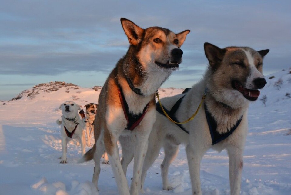 Weather forecast for the coming two weeks promises enough snow and cold to keep trails sustainable to pull sleds across the Finnmark plateau from Alta to Kirkenes and return.