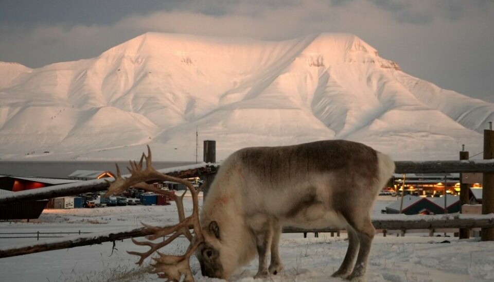 Reindeer in the Norwegian town of Longyearbyen on Svalbard. Photo: Elizaveta Vereykina