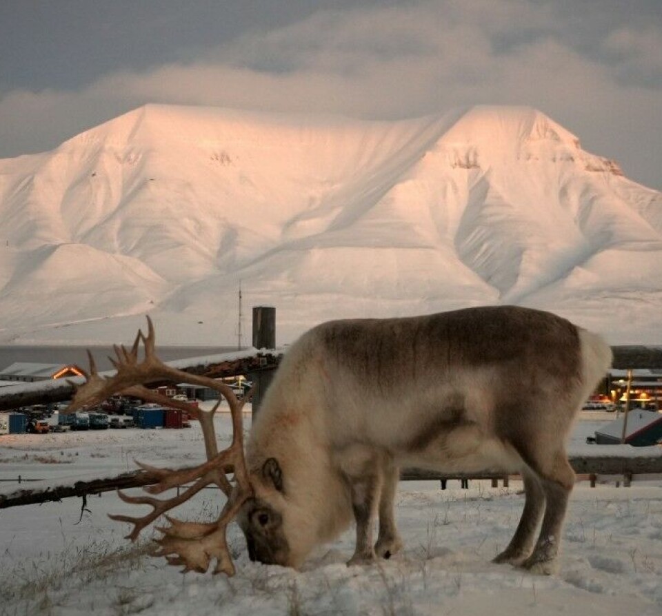 Reindeer on Svalbard.