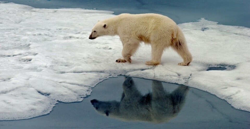 The ice is important for polar bears hunting for seals. Photo: Thomas Nilsen