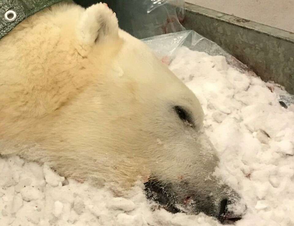 The bear was a seven years old male. Photo: Governor og Svalbard