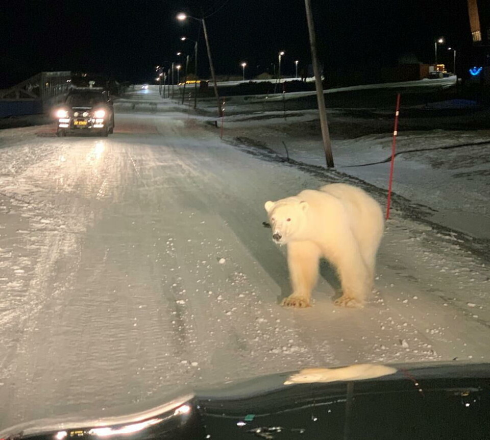 Several attempts were made to scare away the bear. Photo: Governor of Svalbard