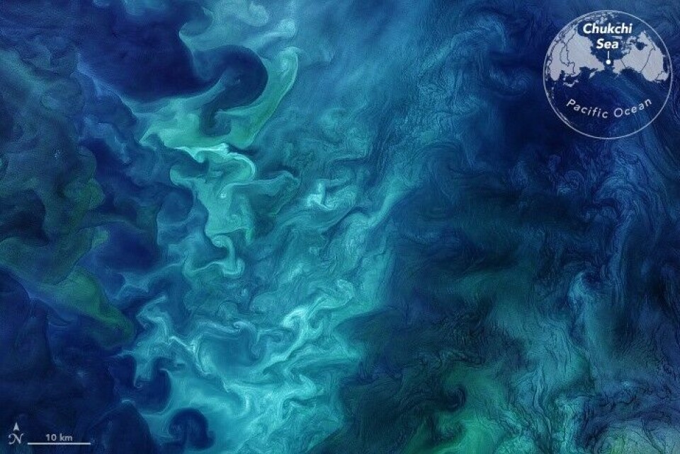 Phytoplankton blooms can form striking patterns of blue and green seawater, such as those visible in this image of the Chukchi Sea. Photo by NASA Earth Observatory