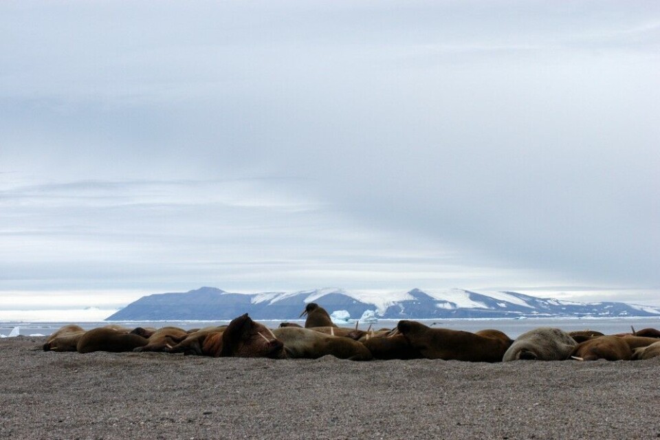 Walrus on the beach at Svalbard. Photo: Thomas Nilsen