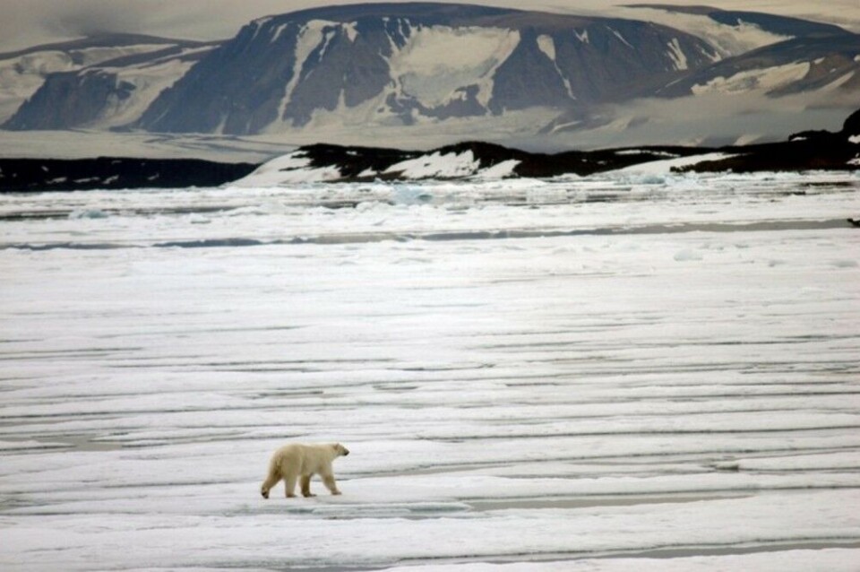 A polar bear walks on the sea-ice in the Hinlopen Strait a few years ago. This summer, Hinlopen is totally without sea-ice. Photo: Thomas Nilsen