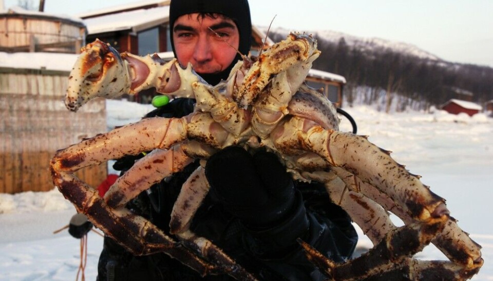 The red king crab, also called Kamchatka crab or Alaskan king crab, is a species of king crab native to the Bering Sea and Gulf of Alaska. It was introduced to the Barents Sea and along the north coast of Norway in the 1990s. The crab can grow to a leg span of 1.8 m and is delicious in taste. Photo: Thomas Nilsen