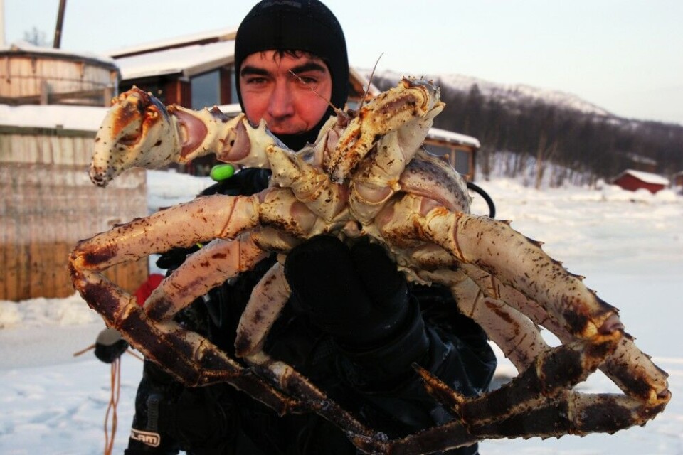 Norwegian tour operators on the coast to the Barents Sea has for years promoted king crab catch as a highlight. Photo: Thomas Nilsen