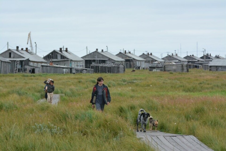 The tundra island Kolguyev, northern Russia. Photo: Thomas Nilsen