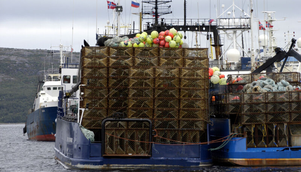 Red King Crab is big business for fishermen in the Barents Sea. Here, Russian crab boats in the port of Kirkenes. Photo: Thomas Nilsen