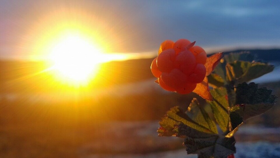 Cloudberry grows most tasty under the midnight sun. Photo: Thomas Nilsen