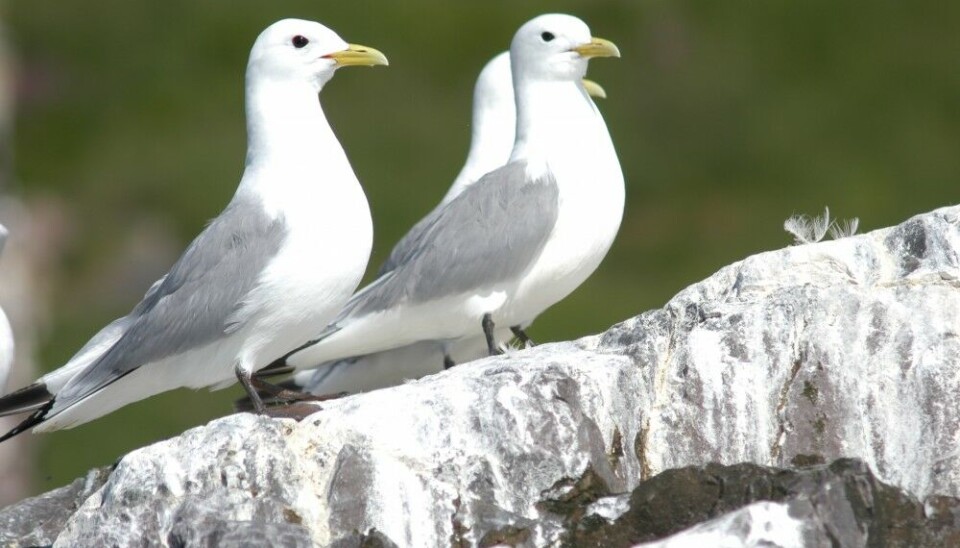 Black-legged kittiwake lives along the coast of Finnmark and the Kola Peninsula. Photo: Thomas Nilsen
