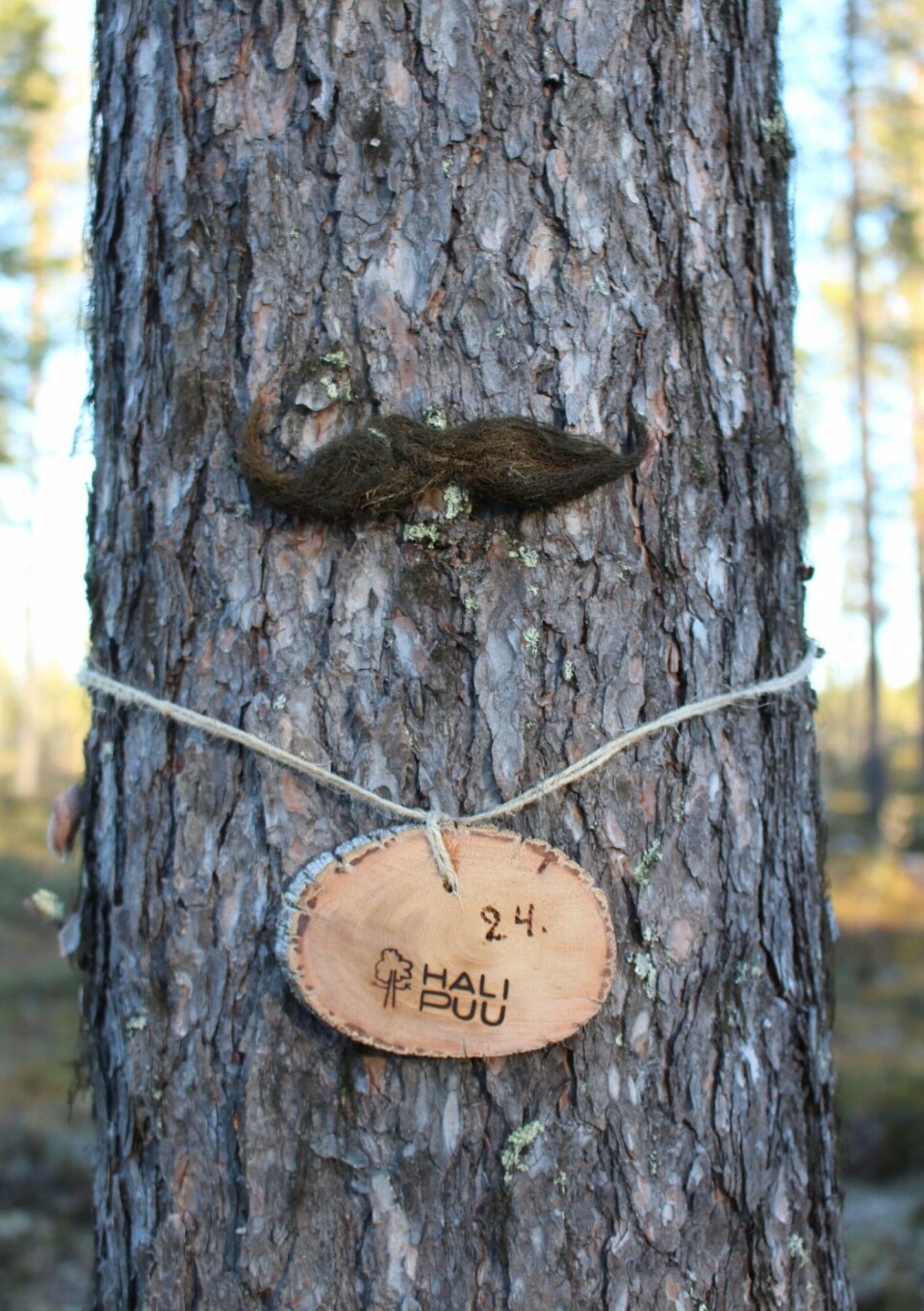 Photo: Halipuu