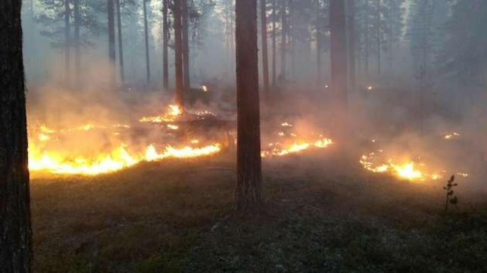 Wildfire near Jokkmokk, Northern Sweden. Photo: Lars Gyllenhaal