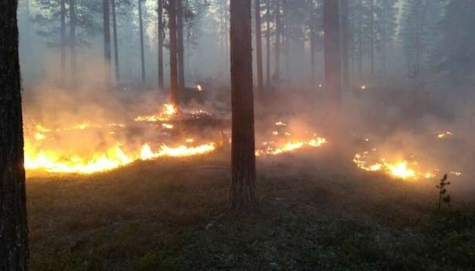 Wildfire near Jokkmokk, Northern Sweden. Photo: Lars Gyllenhaal