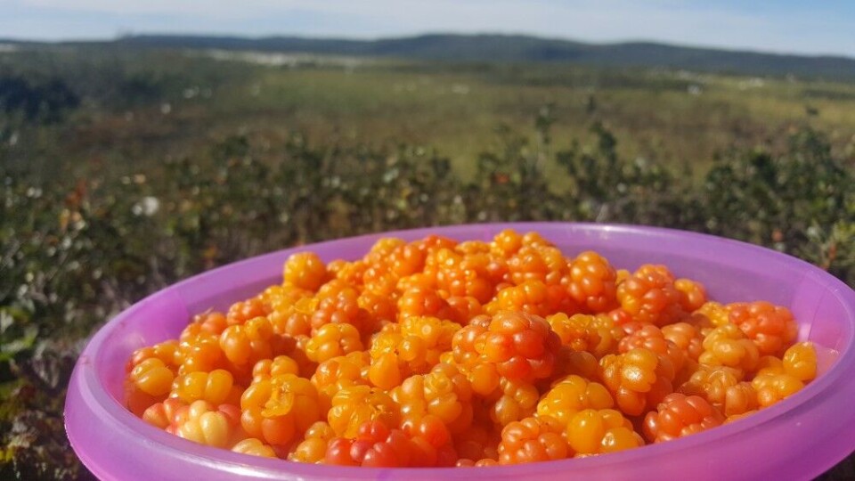 Cloudberries from a “secret” location in Finnmark, Norway.