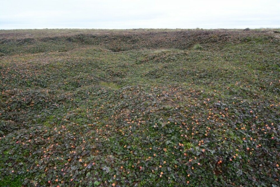 Some years, there are so many cloudberries that the marshlands get orange-colored.
