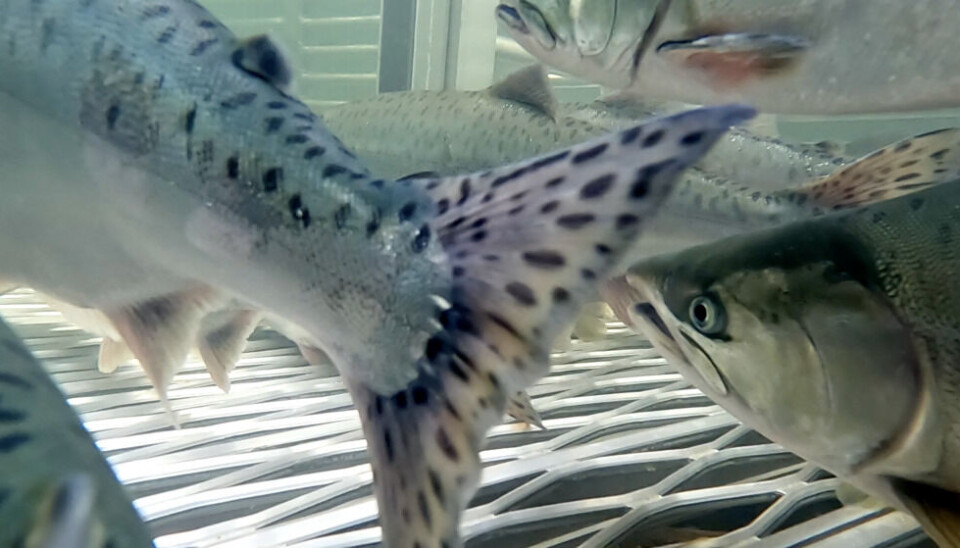 The number of pink salmon is also increasing in Norway due to warming waters. Photo: Elizaveta Vereykina