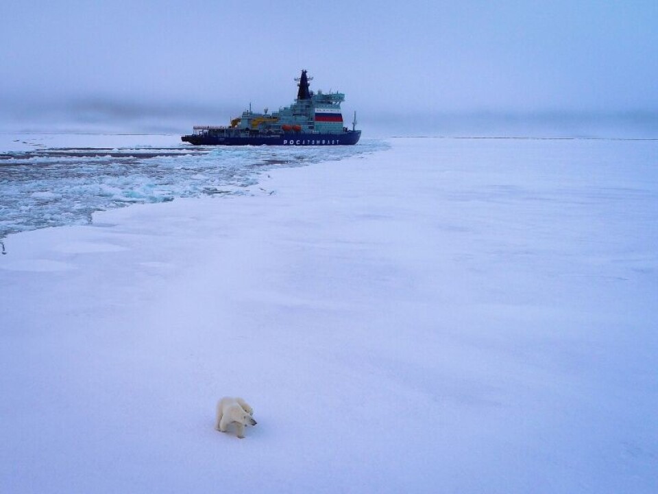 Meeting a polar bear in the Arctic Ocean. Photo: Andrey Yakovlev / Atomflot