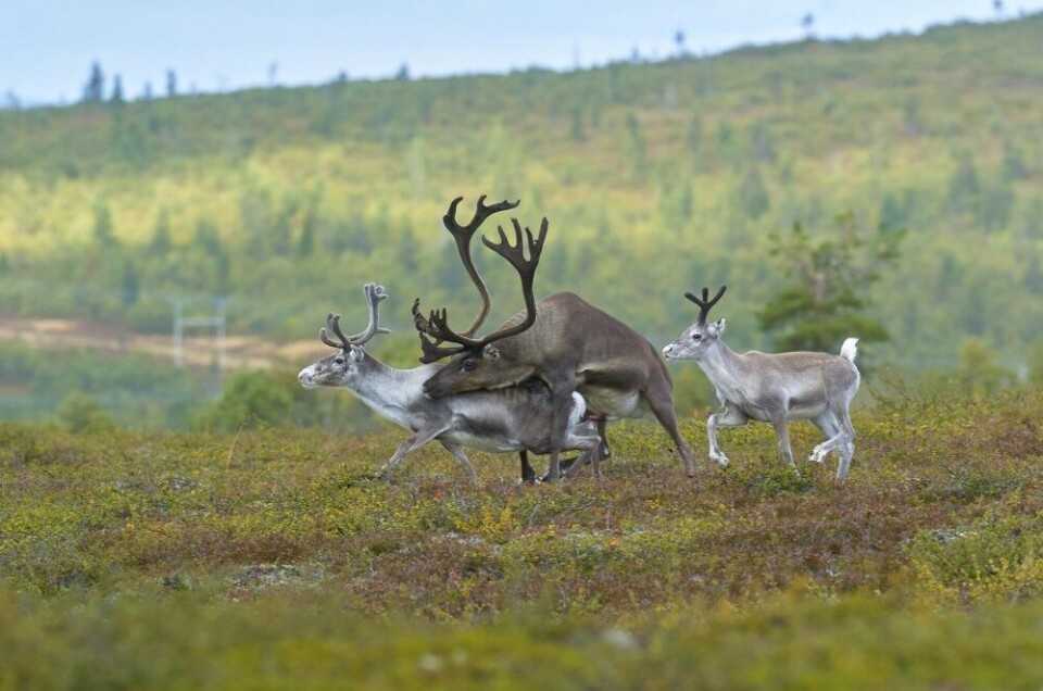 Photo: Tomi Muukkonen