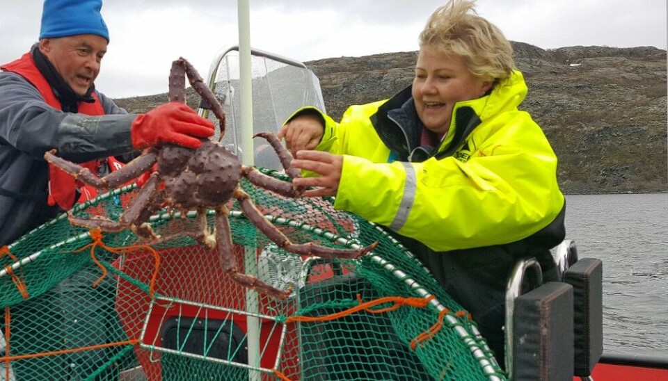 Former Prime Minister of Norway, Erna Solberg, was happy to catch a king crab off the coast of Finnmark. Photo: Thomas Nilsen