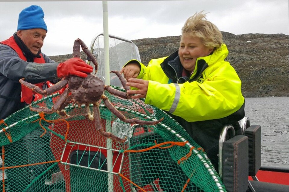 Erna Solberg catching king crab in the border area. Photo: Thomas Nilsen