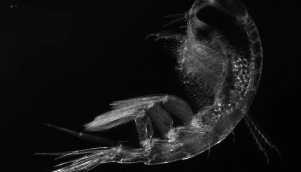 “Altogether, our study points to a previously overlooked mechanism that could further reduce Arctic zooplankton’s chances of survival in the near future,” said Hauke Flores, a researcher from the Alfred Wegener Institute, Helmholtz Centre for Polar and Marine Research (AWI). Photo: Barbara Niehoff / AWI