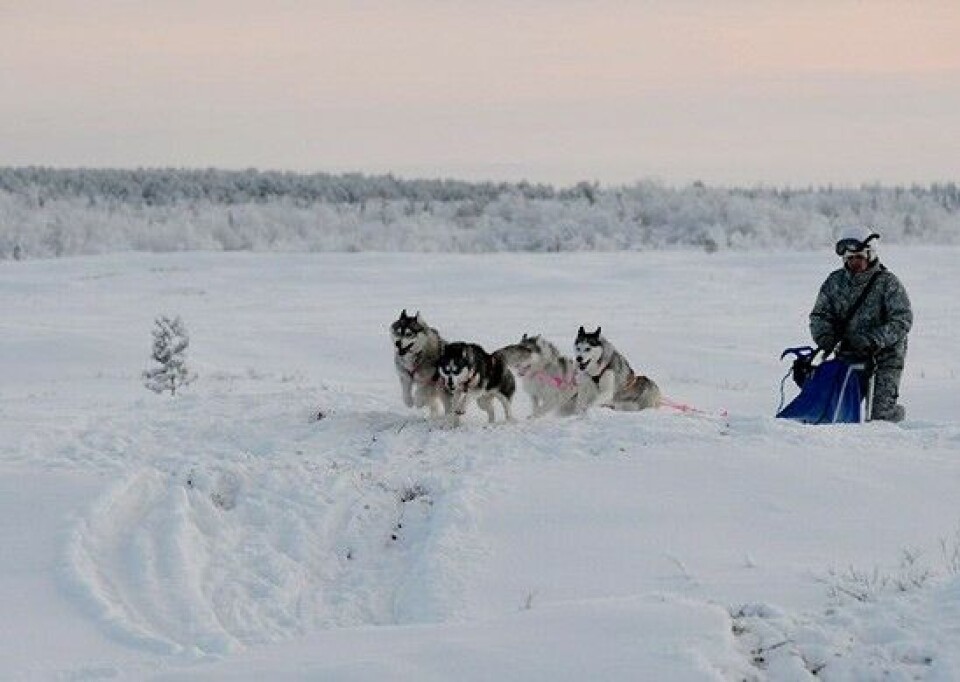 Northern Fleet soldiers learning to ride with reindeer and huskies. Photo: Mil.ru