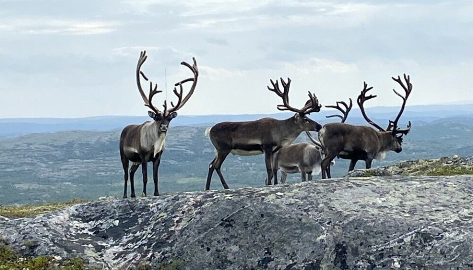 The reindeer seek cooling on top of the fell. Troms- and Finnmark in Norway and Lapland in Finland experienced the warmest August on record. Photo: Thomas Nilsen