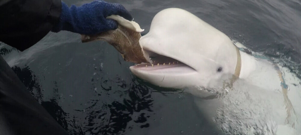 Spy-colleagues of ‘Whaledimir’ are now better tied up at home in Russia