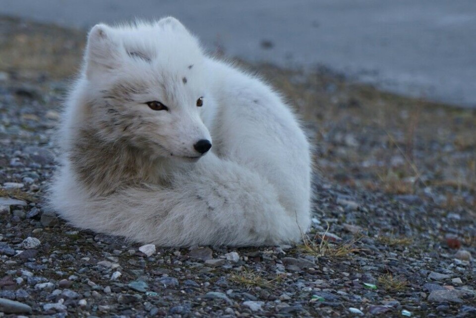 Arctic fox on Svalbard in winter fur, thick with dense under-fur and long guard hairs to survive extreme cold. Photo: Thomas Nilsen
