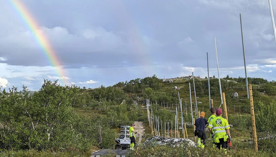 Less visa freedom for reindeer to Russia when the new reinforced barrier on the Norwegian side is completed later this fall. Photo: HT Gjerde Finnmark