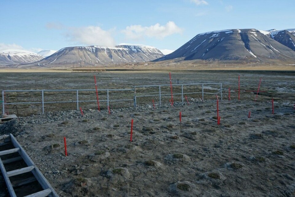 Thawing permafrost is studied at this site in Adventdalen on Svalbard. Photo: Thomas Nilsen