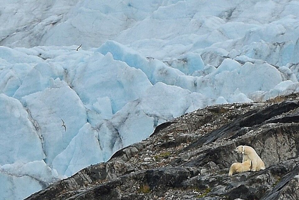Polar bear feeding her cub in front of the Nordenskiöld glacier at Svalbard. Photo: Thomas Nilsen