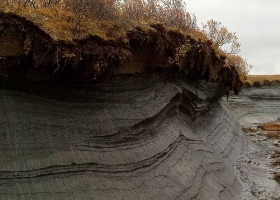Temperature increase leads to collapsing tundra and erosion along the Arctic coast. Photo: Oleg Shabalin/Instagram