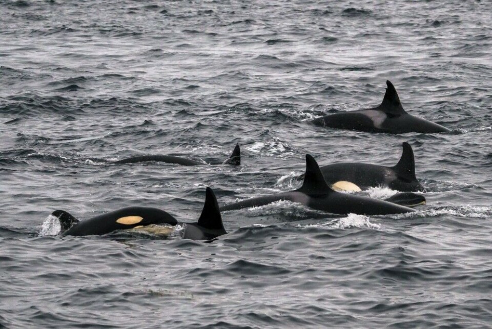 You can nowadays meet orcas (also known as killer whales) super close on whale watching tours out of Tromsø, northern Norway. Photo: Mikhail Barabanov