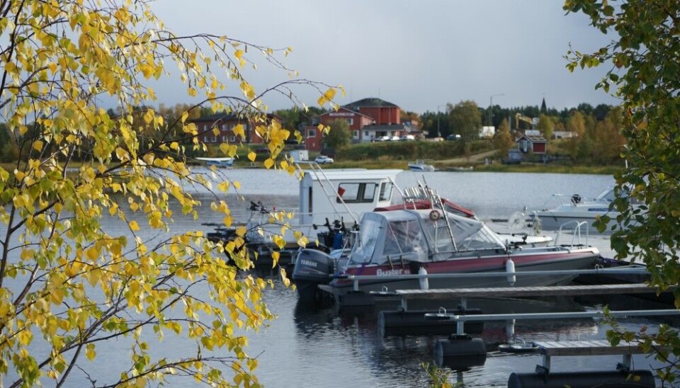 Temperatures in Inari this last week of September have peaked above 15 degrees Celsius. Photo: Thomas Nilsen