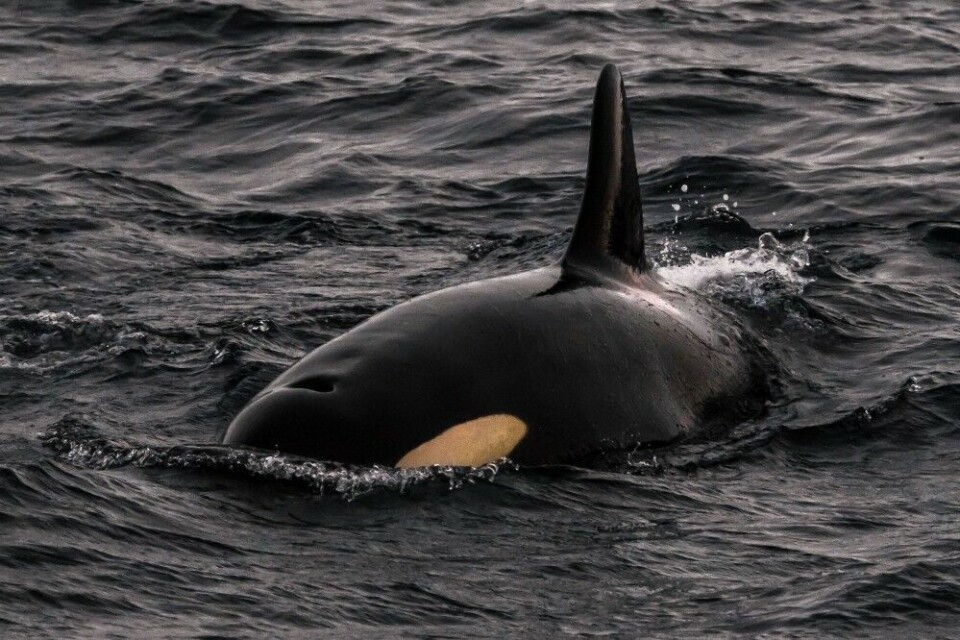 Nowadays, whale watching near Tromsø brings visitors real close to the orcas. Photo: Mikhail Barabanov