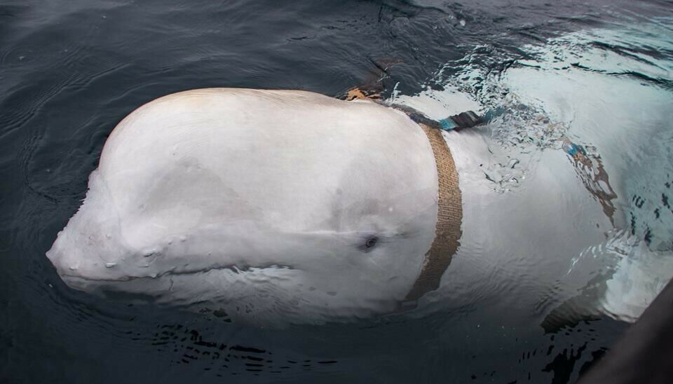 The Beluga whale was wearing a harness featuring a mount for an action camera when he first approached people in the waters near Ingøya in northernmost Norway back in 2019. Photo: Jørgen Ree Wiig / Directorate of Fisheries