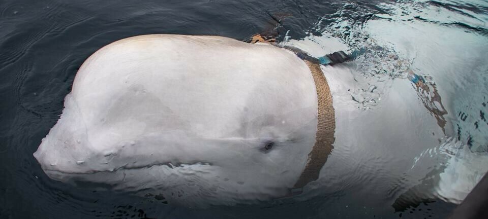 Tame Russian whale not shot, police says after autopsy report