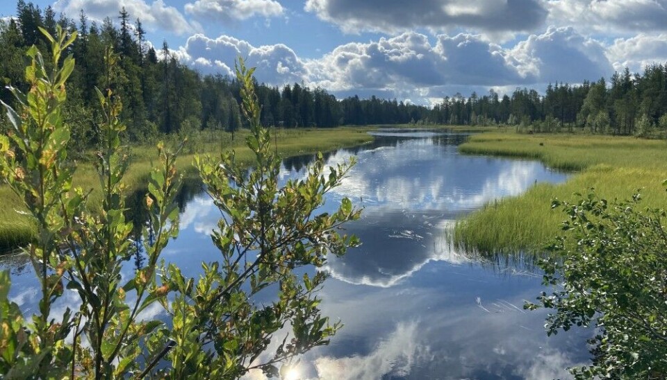 Kemijärvi, Lapland. June 2024 saw experienced record-breaking temperatures. Photo: Thomas Nilsen